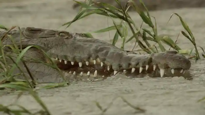 巨大クロコダイル襲撃の謎