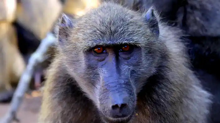 カメラが捕えた弱肉強食の世界