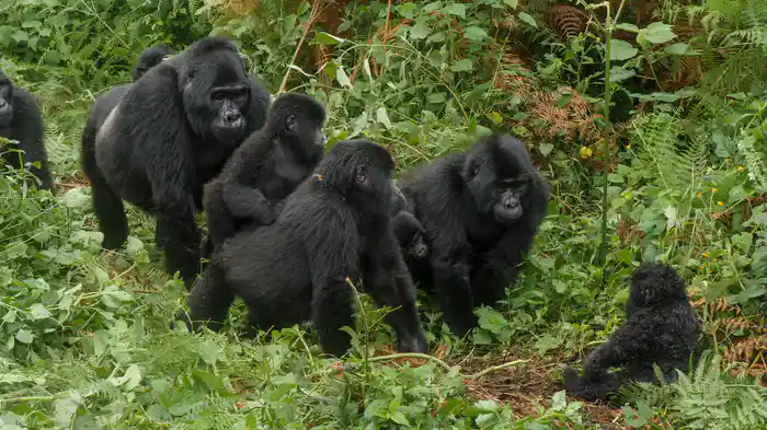 リラックス・アニマルズ2~魔法のカメラが映す素顔~