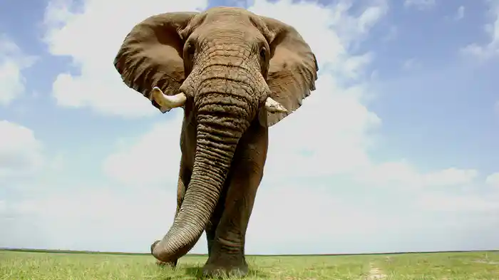 スパイカメラ! ゾウ達の知られざる素顔