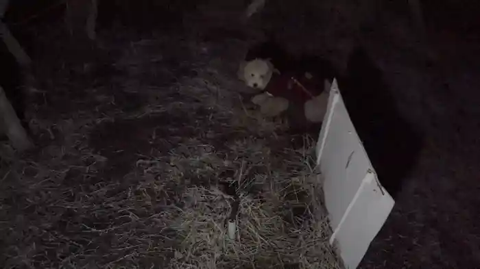 ほんとにあった！呪いのビデオ93