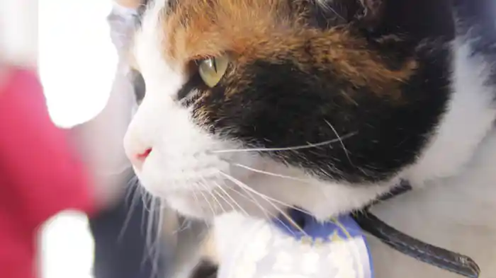 たまとたま電車 ~いちごの夢といっしょに~