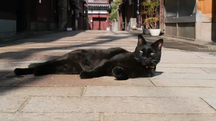 新・旅猫ロマン