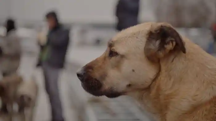 ストレイ　犬が見た世界