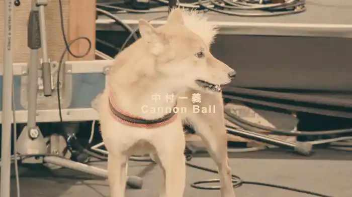 キャノンボール（最高築Ver.）