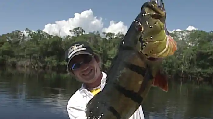 黒帯アマゾン 今度の舞台はアマゾン!!