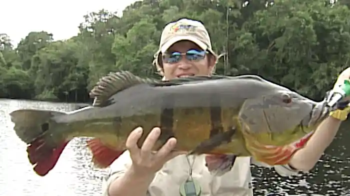 黒帯アマゾン2 ワンキャスト・ワンバイトの無限爆釣!