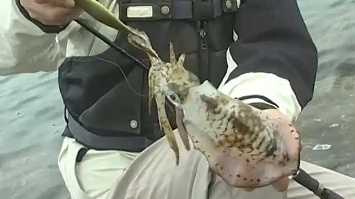 G-BREAKER SALT エギングスタイル