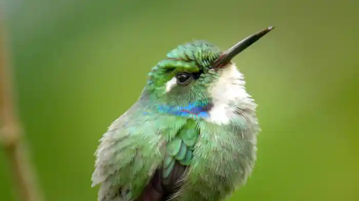 アメイジング・ストラテジー 野生の生存術