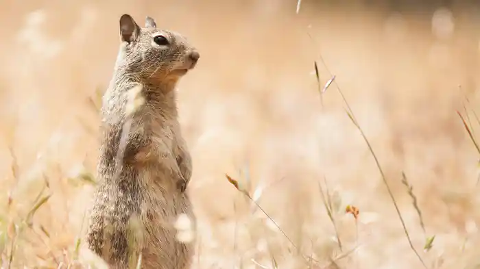 華麗なるトリックスター~自然界のオキテ破りたち~