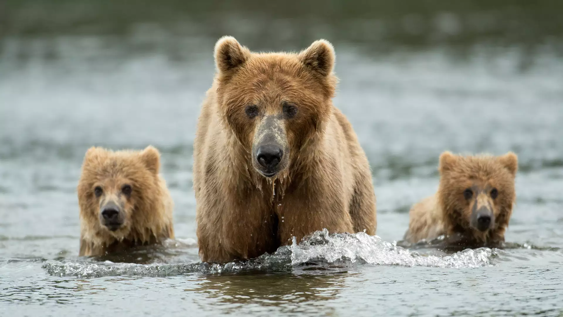 ナチュラルワールド 特集：動物界のアウトロー クマ～生態系の王たち～