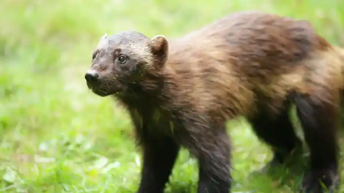 ナチュラルワールド 特集：動物界のアウトロー イタチ～地球最小のハンター～