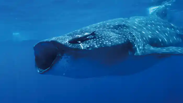 劇場版ダーウィンが来た 驚き！海の生きもの超伝説