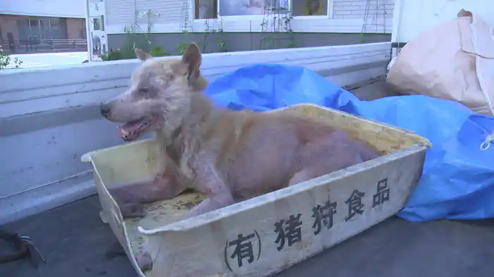 ZONE/存在しなかった命