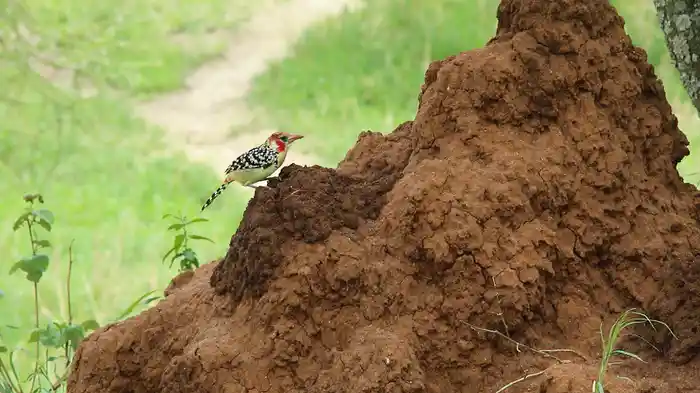 ウンチク/うんこが地球を救う