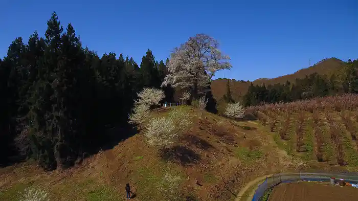 やまがた桜物語 Summary