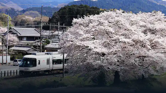 近鉄レイルビュー運転席展望Vol.7 令和 吉野の桜見 南大阪線•吉野線