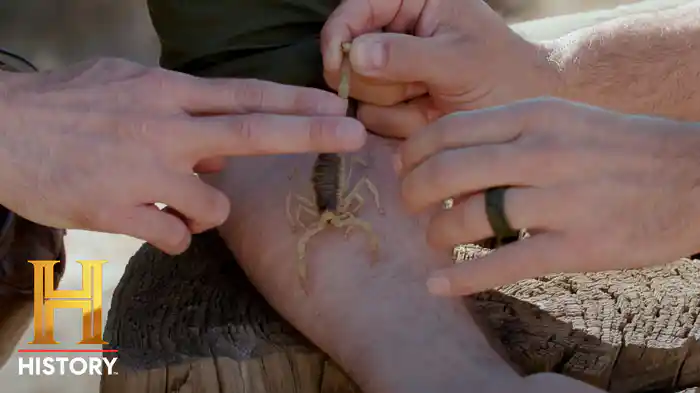 キング・オブ・ペイン -最強の痛み決定戦！- シーズン2