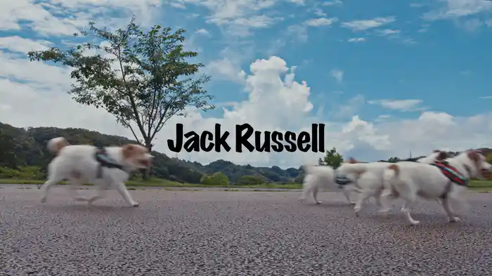 Jack Russell