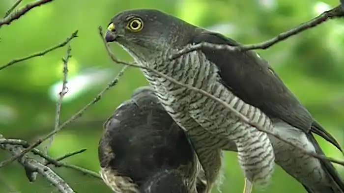 街で子育て 小さな猛きんツミ