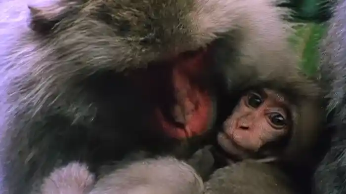 ニホンザル母の愛 モズの子育て日記