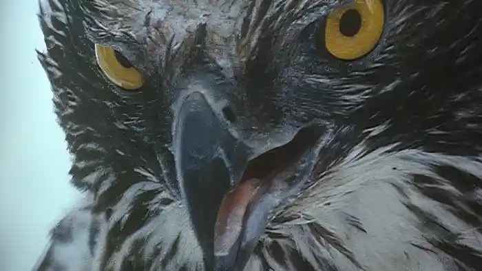 クマタカ 森の精