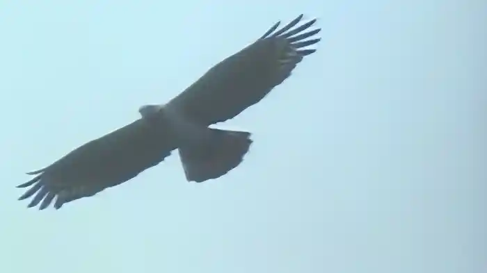 サシバ 海を渡るタカ