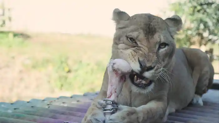 多摩動物公園の世界