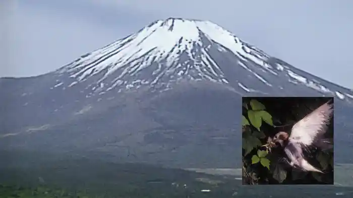 富士山麓 野鳥たちの詩