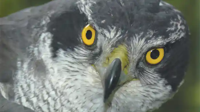 里山の猛きん オオタカ