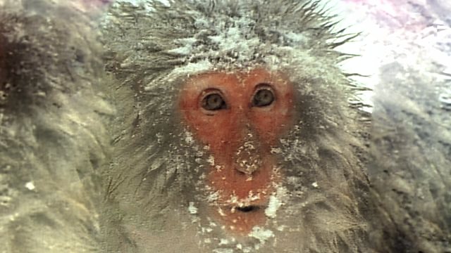 ニホンザル モズ 二十六年の生涯(邦画 / 2006) - 動画配信 | U-NEXT 31