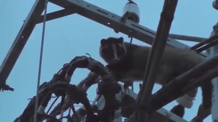 マッカチン　シャドー・ザ・パンデミック