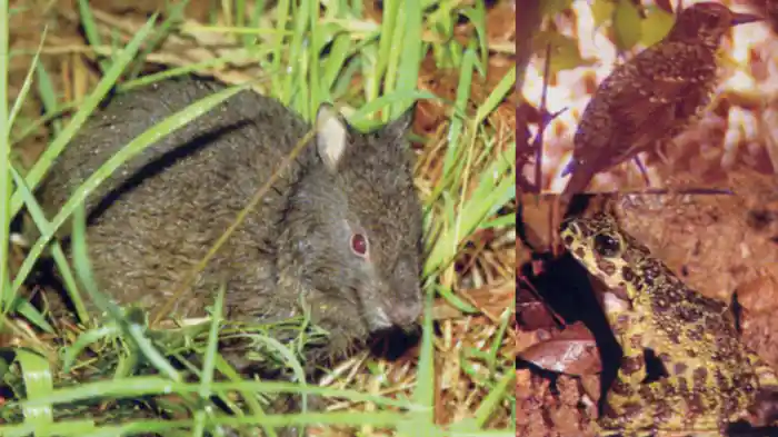 クロウサギの島　奄美の希少動物たち