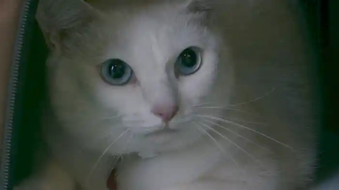 糸島映画 猫の記憶