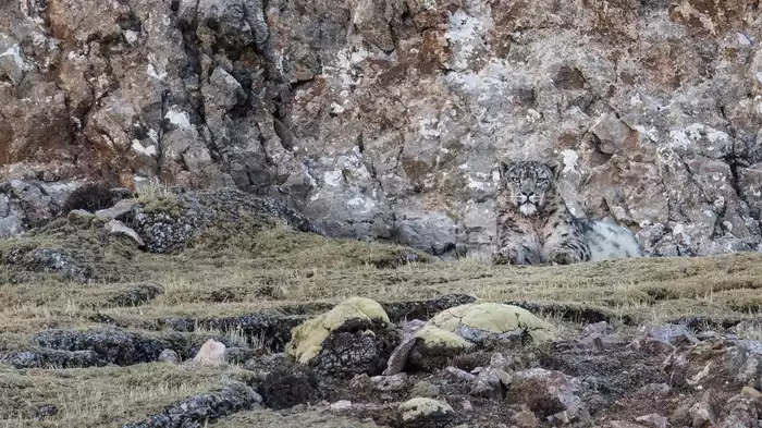 ベルベット・クイーン　ユキヒョウを探して