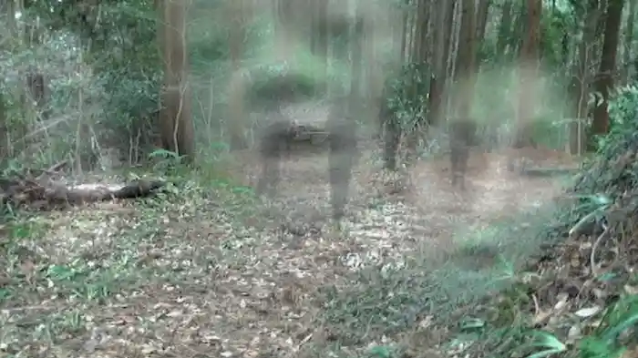 本当の心霊動画｢怨｣3