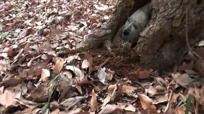 本当にあった　投稿　闇映像DEEP　7