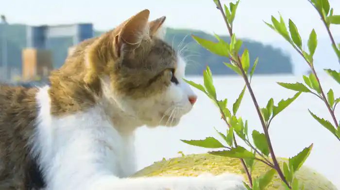 みやにゃん～ぐりりといく！猫の島