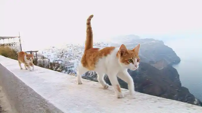 エーゲ海・猫たち楽園の島々