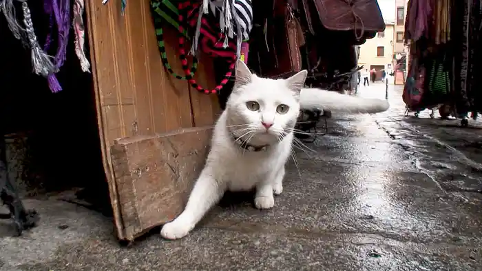 世界遺産の猫たち