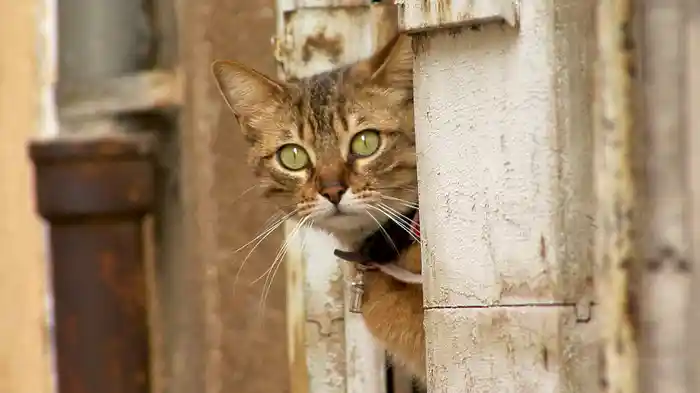 地中海・猫の旅6500キロ