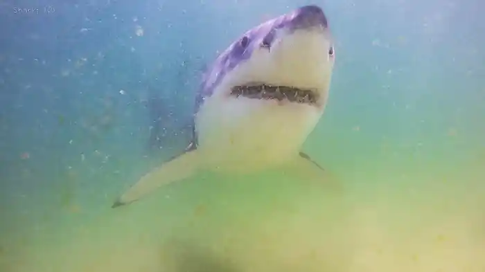 アフター・ザ・バイト / サメが残した傷跡