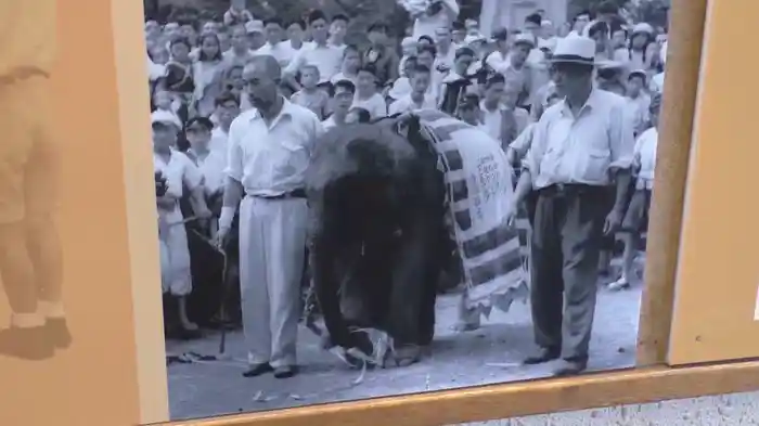 かわいそうな象を知っていますか