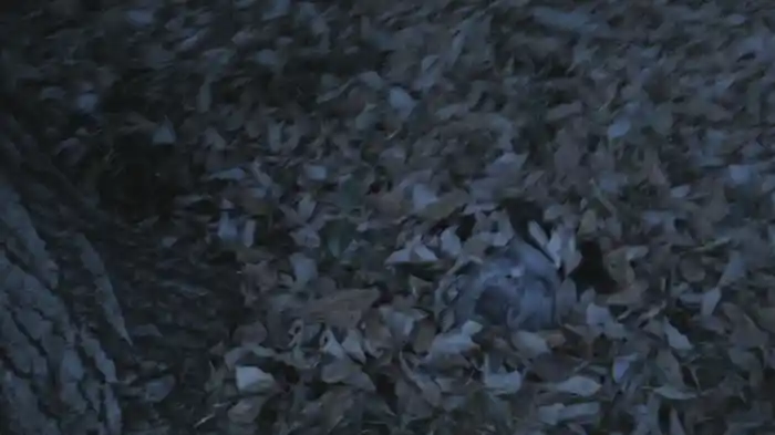 謎怖19　謎に混乱し更に怖い心霊映像