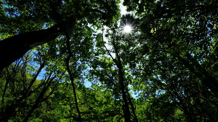 癒やしのグリーン【RELAX WORLD】