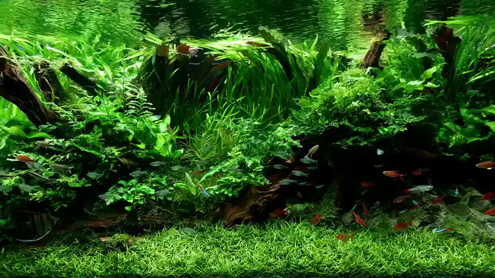 ヒーリング・アクアリウム Della Healing BGV(癒しの音楽Ver)