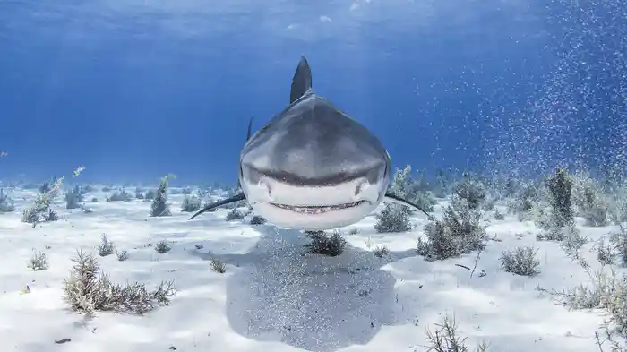 必見!サメ映像ベスト50