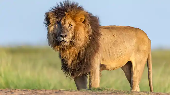 ビッグキャット・ストーリー シーズン2