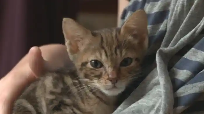 ねこまにあ シーズン4