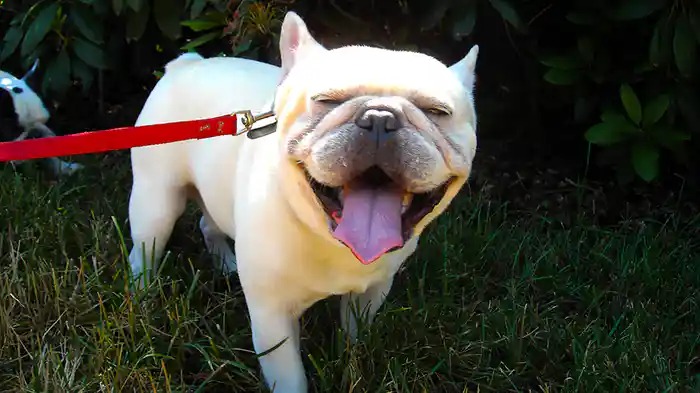 いぬまにあ シーズン1